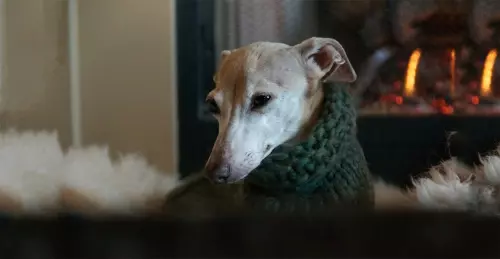 Pet Put Down At Home Euthanasia Kingshill Cremations
